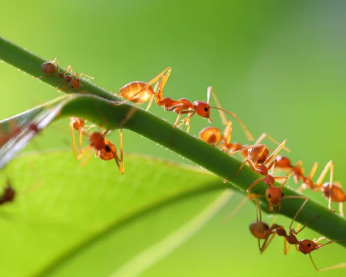 Ant Control Services in Coimbatore