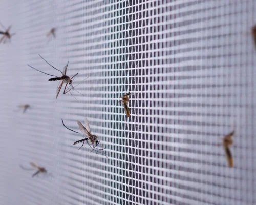 Mosquito Net Pest Control Services in Coimbatore