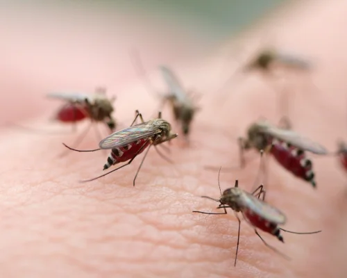 Mosquitoes Control Services in Coimbatore