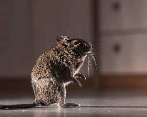 Rat Control Services in Coimbatore